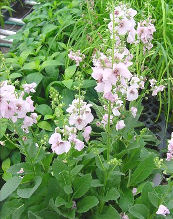 Campanula Elizabeth